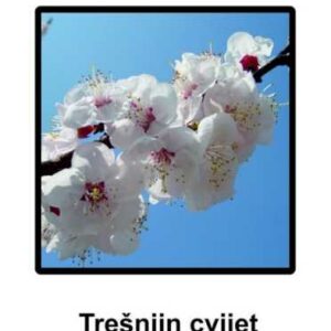Trešnjin cvijet : jedna japanska priča – Ksenija Premur