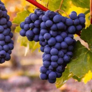 Vinogradi u praskozorje – Ksenija Premur