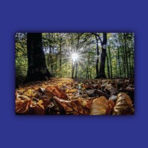 Sunce u zenitu – Ksenija Premur
